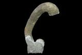 Rare, Heteromorph (Ancyloceras sp?) Ammonite - France #139145-1